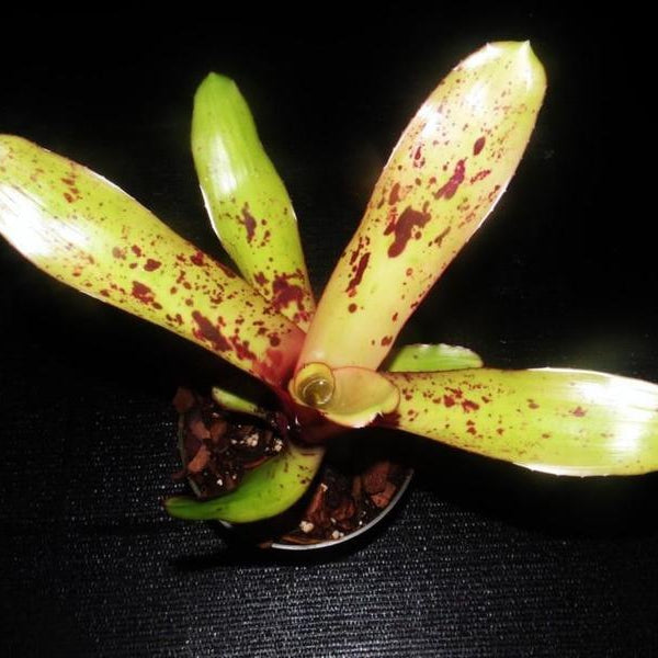 Aechmea 'Rakate' | Bromeliad Paradise