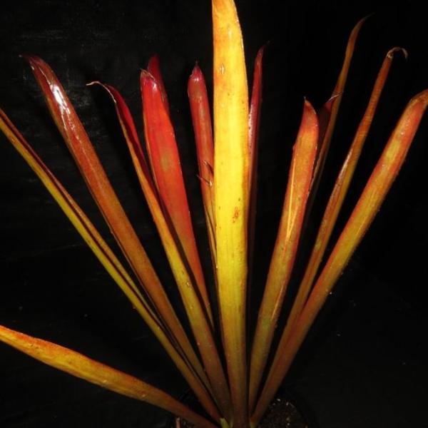 Aechmea 'Red Candles' | Bromeliad Paradise