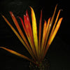 Aechmea 'Red Candles' | Bromeliad Paradise