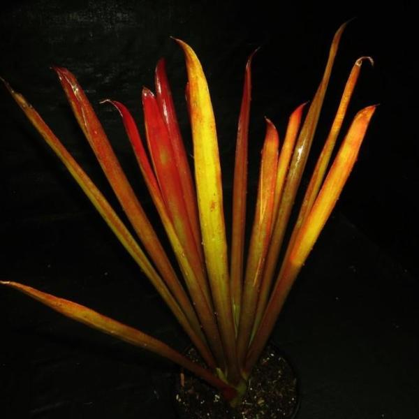 Aechmea 'Red Candles'