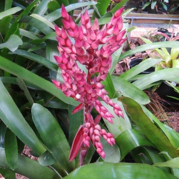 Aechmea 'Romero' - Bromeliad Paradise