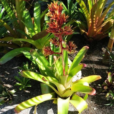 Aechmea rubens | Bromeliad Paradise