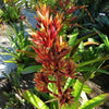 Aechmea rubens | Bromeliad Paradise