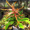 Aechmea tessmannii | Bromeliad Paradise