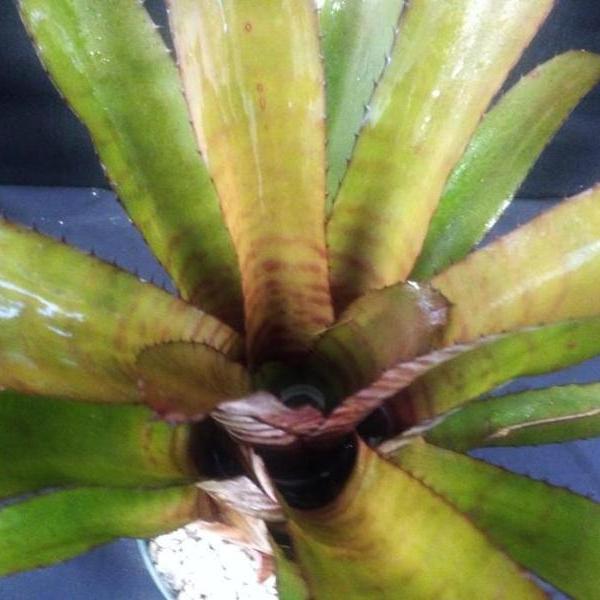 Aechmea 'Vaquero' | Bromeliad Paradise