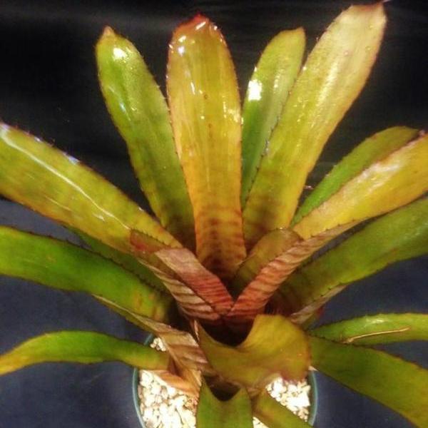 Aechmea 'Vaquero'