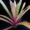 Aechmea wittmackiana (Large Cultivar) | Bromeliad Paradise