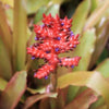 Aechmea wittmackiana (Small Cultivar) | Bromeliad Paradise