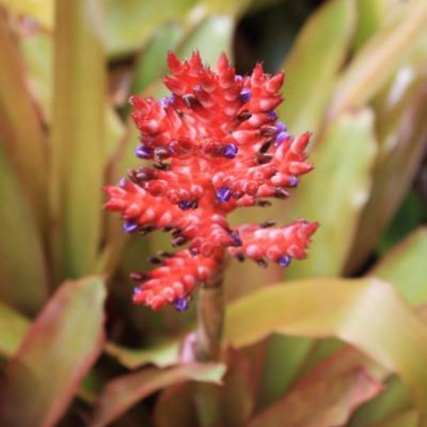 Aechmea wittmackiana (Small Cultivar) - Bromeliad Paradise