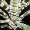Aechmea zebrina 'Surprise' | Bromeliad Paradise