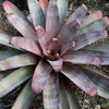 Alacantera imperialis 'Rubra' | Bromeliad Paradise