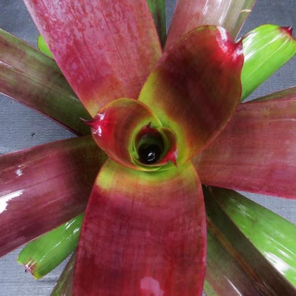 Alacanterea imperialis 'Julieta' | Bromeliad Paradise