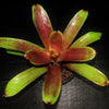 Alcantarea imperialis cv. 'Red' | Bromeliad Paradise