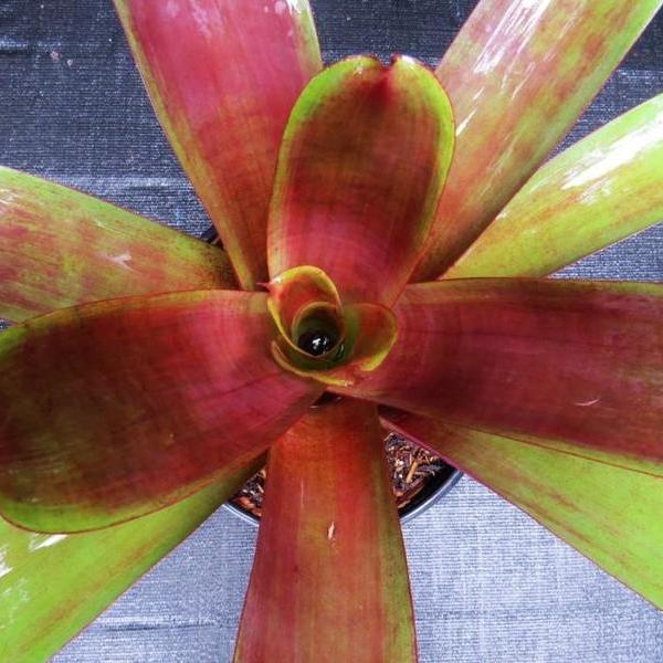 Alcantarea imperialis cv. 'Red'