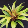 Ananas Mongo (Pineapple) | Bromeliad Paradise