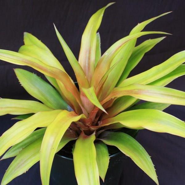chocolate pineapple plant Ananas 'Chocolat'