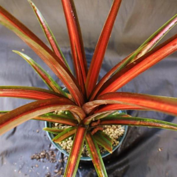 Ananus cosomus 'Bitter Chocolate' (Variegated)