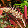 Androlepis skinneri | Bromeliad Paradise