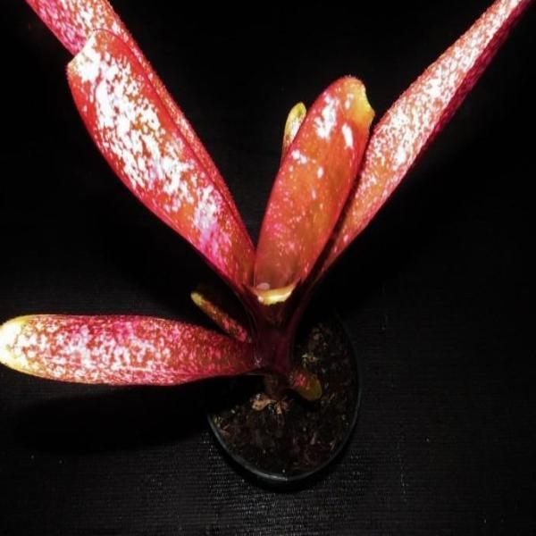 Billbergia 'Afterglow' - Bromeliad Paradise