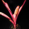 Billbergia 'Afterglow' | Bromeliad Paradise