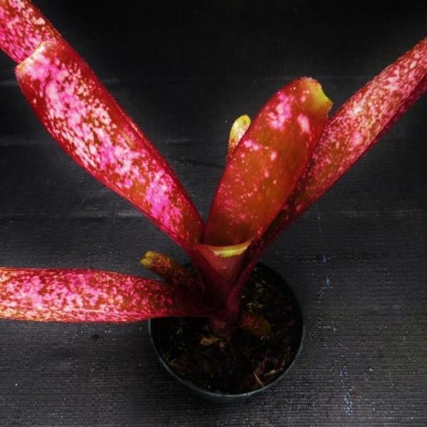 【大特価!!】 Billbergia 'Afterglow' Paradise Bromeliad - ブロメリア・エアープランツ