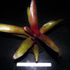 Billbergia amoena cv stolonifera | Bromeliad Paradise