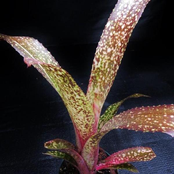 ブロメリア・エアープランツ Billbergia Appaloosa Billbergia 'Appaloosa' - Bromeliad Paradise