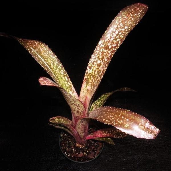 ブロメリア・エアープランツ Billbergia Appaloosa Billbergia 'Appaloosa' - Bromeliad Paradise
