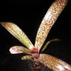 Billbergia 'Appaloosa' | Bromeliad Paradise