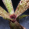 Billbergia 'Appaloosa' | Bromeliad Paradise