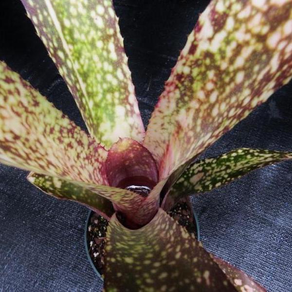 Billbergia 'Appaloosa' - Bromeliad Paradise