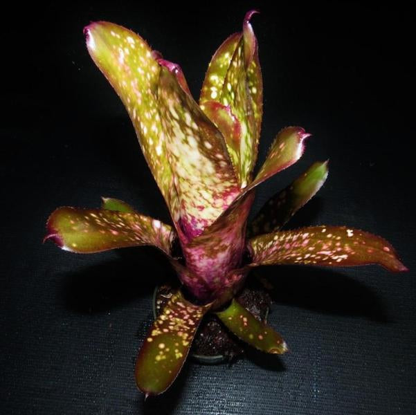 Billbergia 'Beadleman' | Bromeliad Paradise