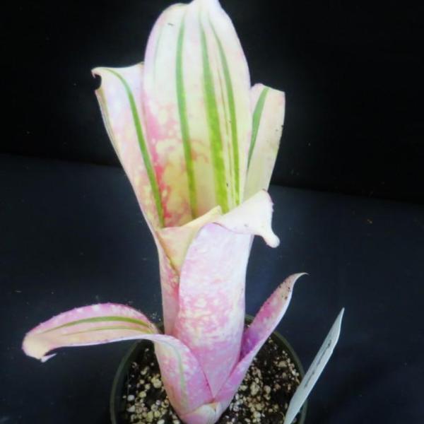 Billbergia 'Bellisima' | Bromeliad Paradise
