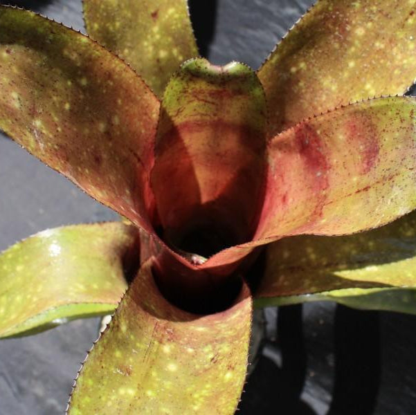 Billbergia 'Borracho' | Bromeliad Paradise