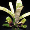 Billbergia 'Calcite' | Bromeliad Paradise