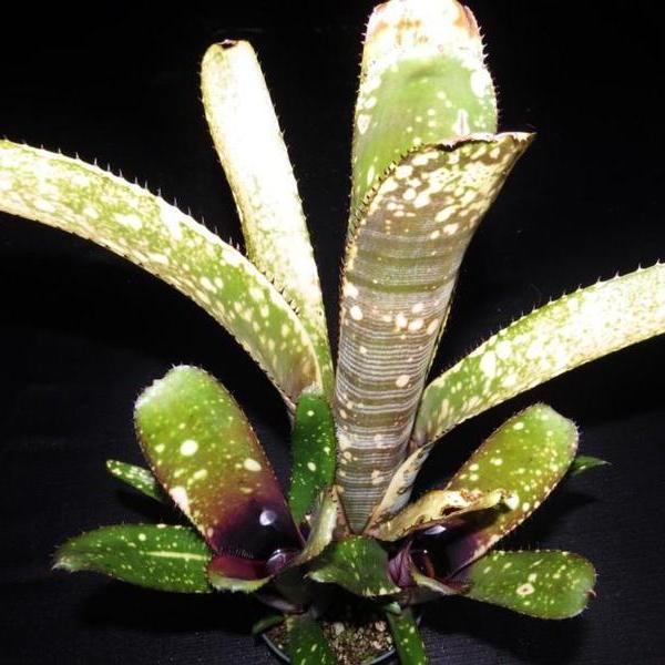 ブロメリア・エアープランツ Billbergia Calcite Billbergia Calcite 【artPLANTs】ビルベルギア/Billbergia