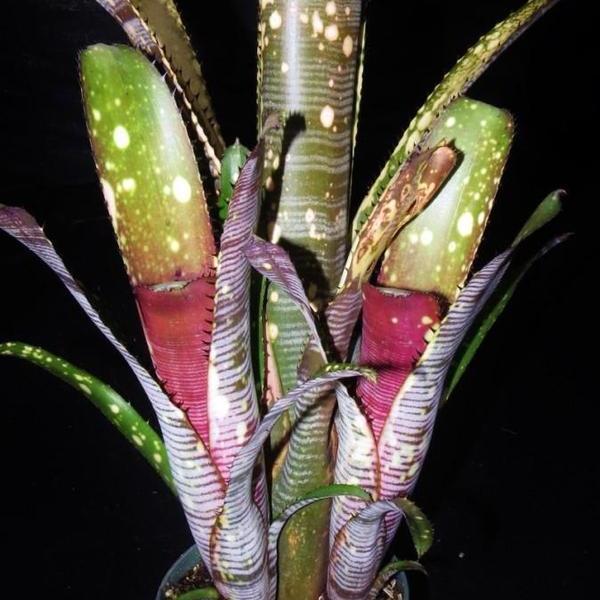 Billbergia 'Calcite' | Bromeliad Paradise