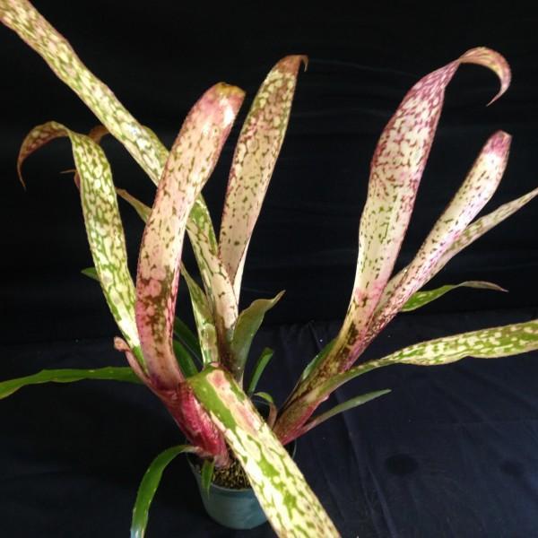 ビルベルギア　ラバンバ　Billbergia La Bamba Billbergia 'Caramba' - Bromeliad Paradise