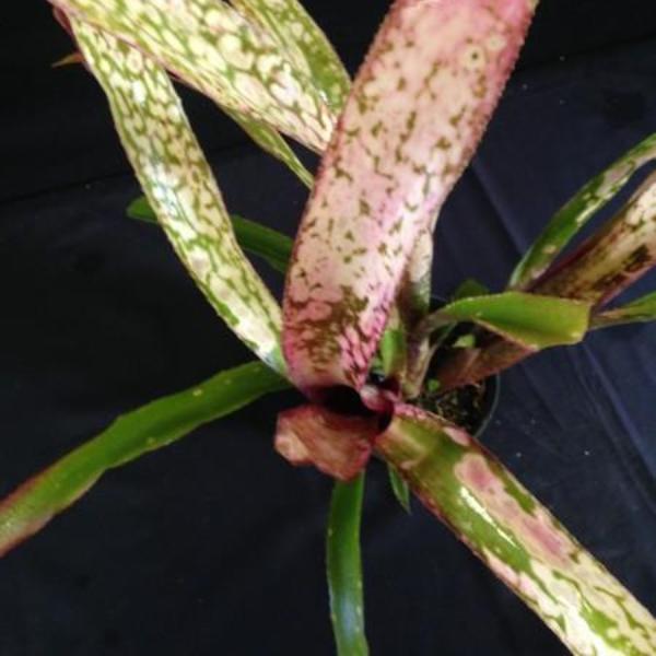 Billbergia 'Caramba' | Bromeliad Paradise