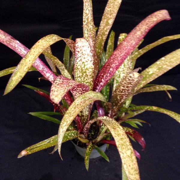 ブロメリア・エアープランツ Billbergia 'Simply Irresistible' B0268 Billbergia 'Simply Irresistible' — Vintage Green Farms with