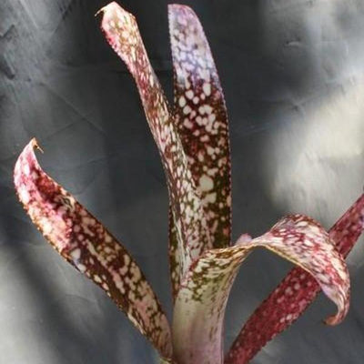 Billbergia 'Catalyst' | Bromeliad Paradise