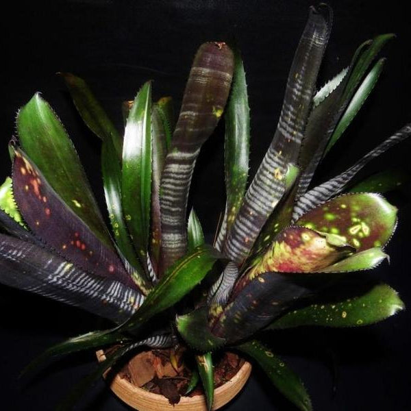 Billbergia 'Darth Vader' - Bromeliad Paradise