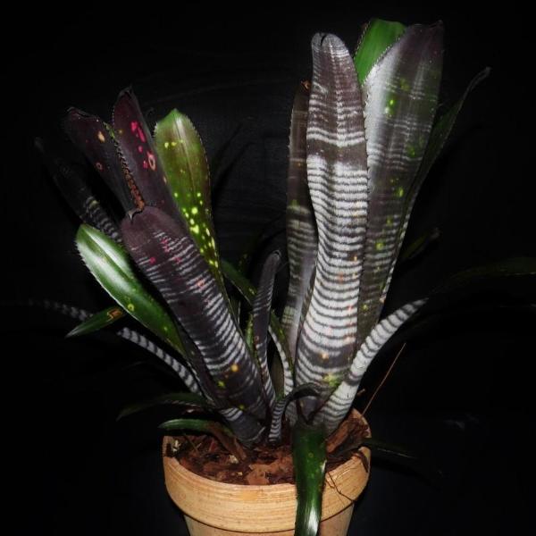 Billbergia 'Darth Vader' | Bromeliad Paradise