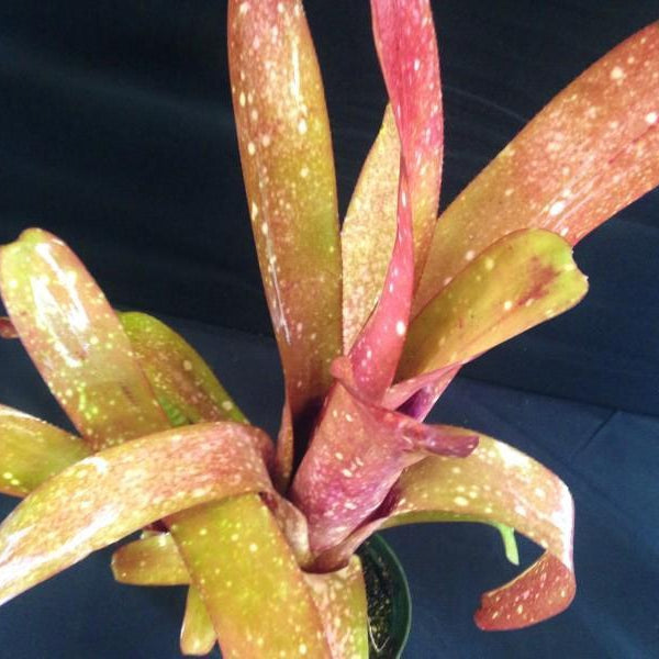 Billbergia ‘C'est Bon’ Billbergia 'Esta Bien' - Bromeliad Paradise