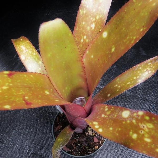 Billbergia 'Fandango' | Bromeliad Paradise
