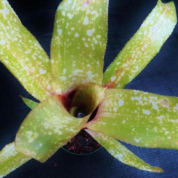 Billbergia 'Fiesta' | Bromeliad Paradise