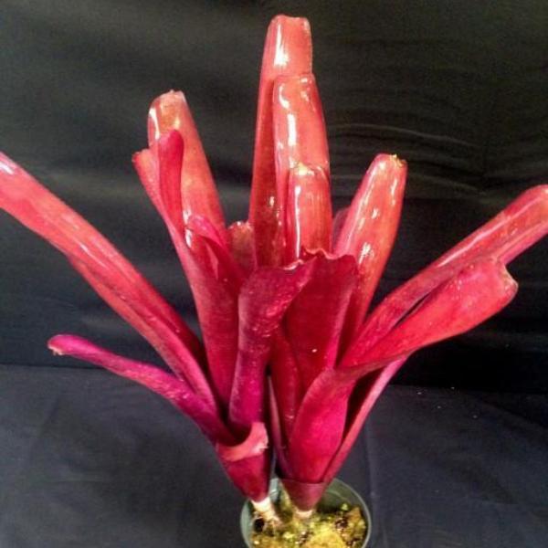 Billbergia 'Flamenco'