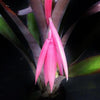 Billbergia 'Formidable' | Bromeliad Paradise