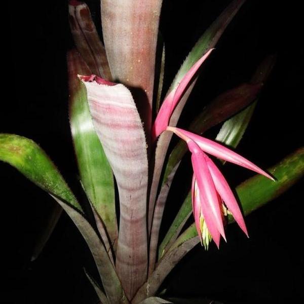 Billbergia 'Formidable' | Bromeliad Paradise