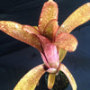 Billbergia 'Glory Be' | Bromeliad Paradise
